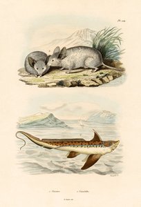 Chimaera, 1833-39 av French School